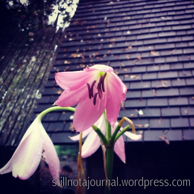25 pink lily, Binna Burra, Lamington National Park QLD