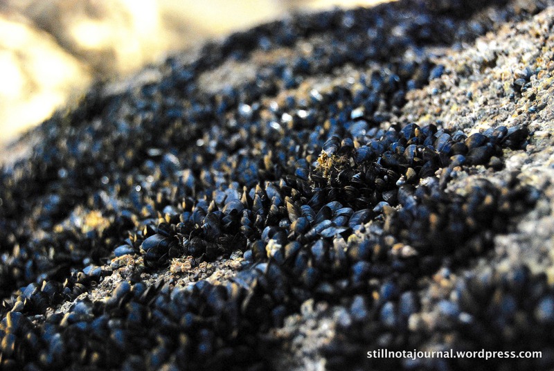 Little black mussels. As they are little, and black.
